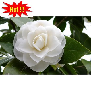 Hạt giống hoa Trà My - 5 hạt