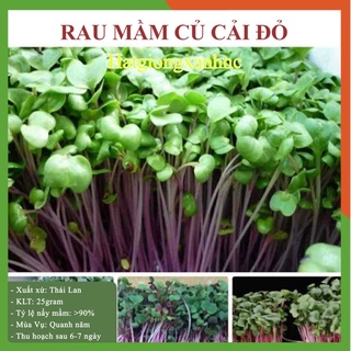 Hạt Giống Rau Mầm Củ Cải Đỏ gói 25gram ngon Giòn Ngọt dễ trồng Nhanh Thu Hoạch