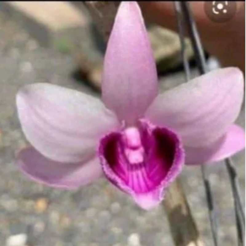 Phi điệp nù 68 cây giống gieo hạt