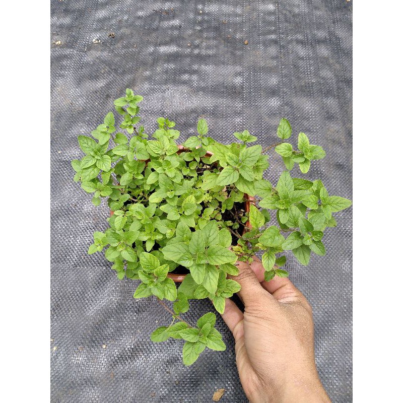 Cây kinh giới Oregano