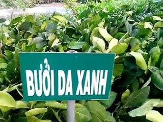 Cây giống Bưởi Da Xanh