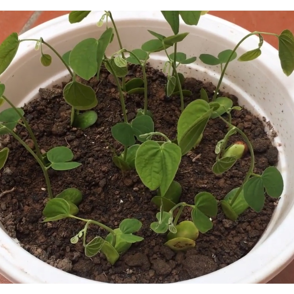 100 gram hạt giống ban tây bắc