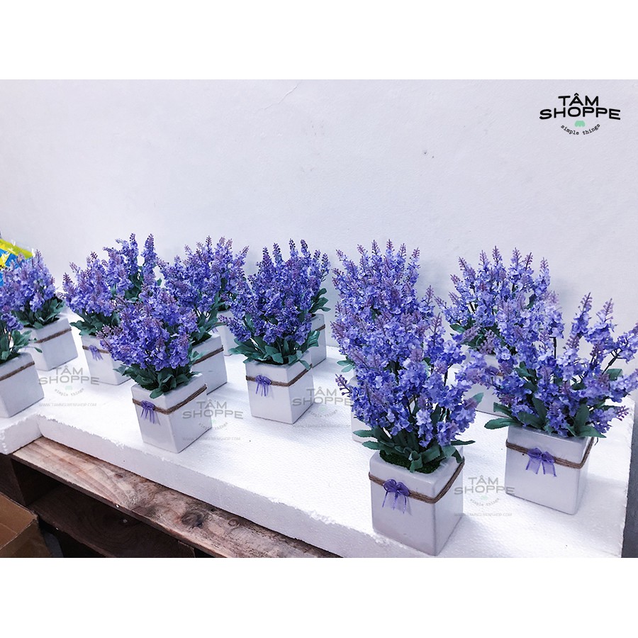 Chậu hoa Lavender gốm vuông No.53