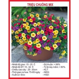 Hạy giống hoa triệu chuông mix