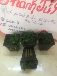 Cây thủy sinh