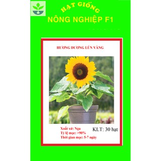Gói 30 hạt giống hoa hướng dương lùn vàng