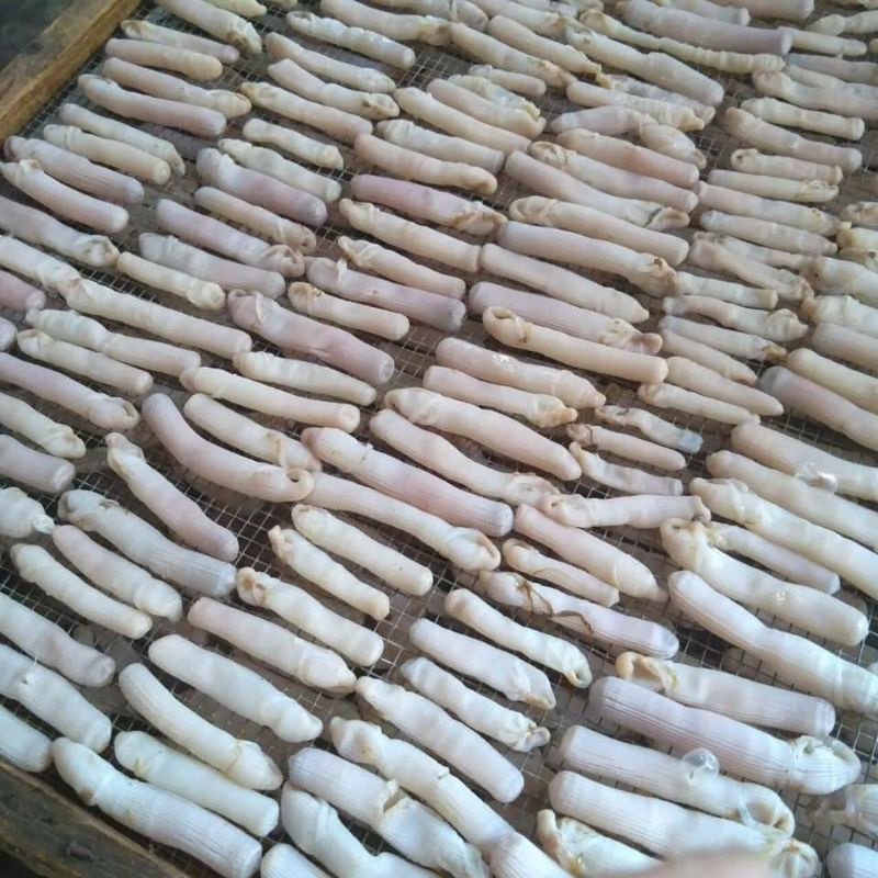 Sá Sùng trắng  nguyên con đẹp làm nước dùng cực dôi