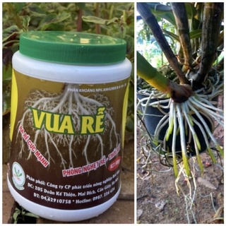 Phân bón Ra rễ cực mạnh, chống nghẹt rễ, thối rễ - Vua rễ 500g