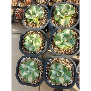 Dứa var trắng/ agave var