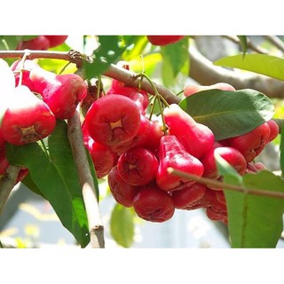 CÂY GIỐNG MẬN HOÀNG YẾN + Tặng (0,3kg) phân hữu cơ cao cấp