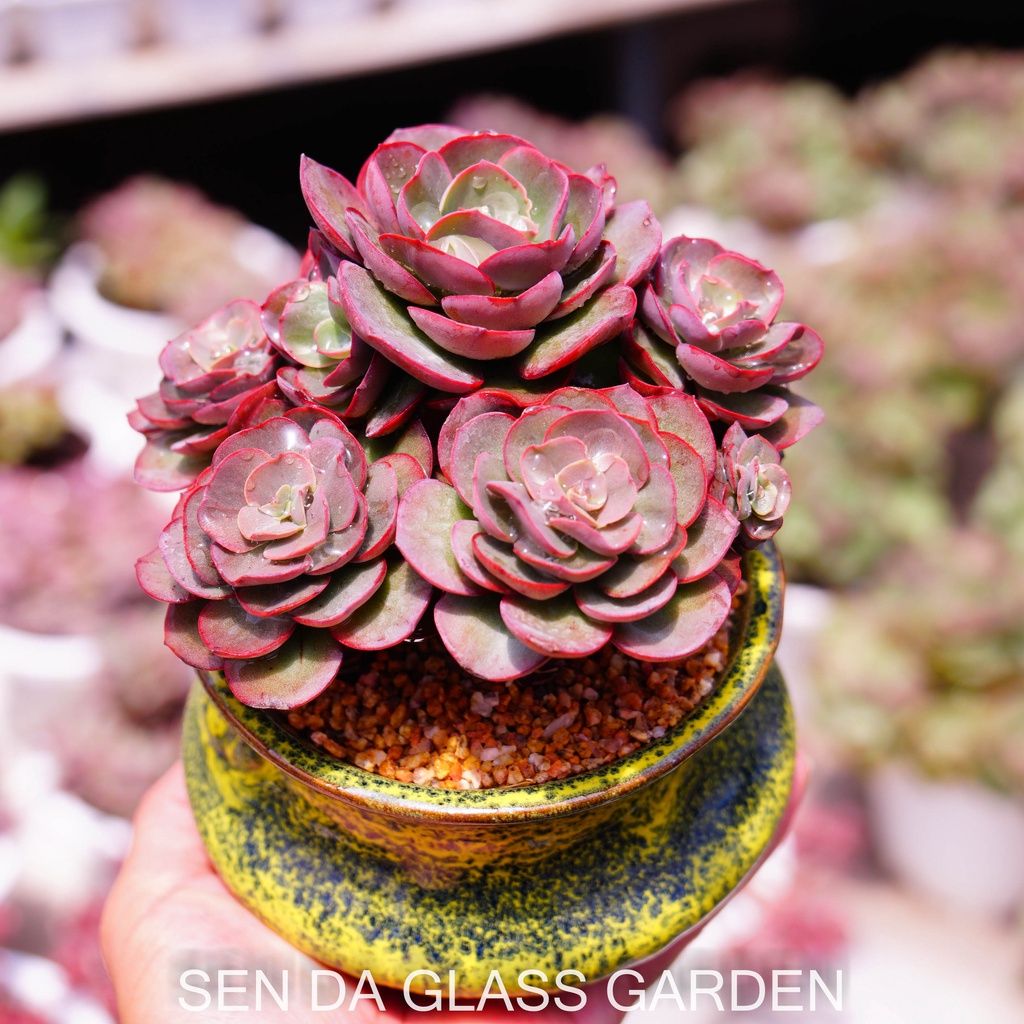 Sen đá Bắp Cải  Suyon Gốc Thụ nhiều đầu, trồng chậu gốm Hàn Quốc - Bao Khỏe- Thuần khí hậu Đà Lạt - Lỗi 1 đổi 1