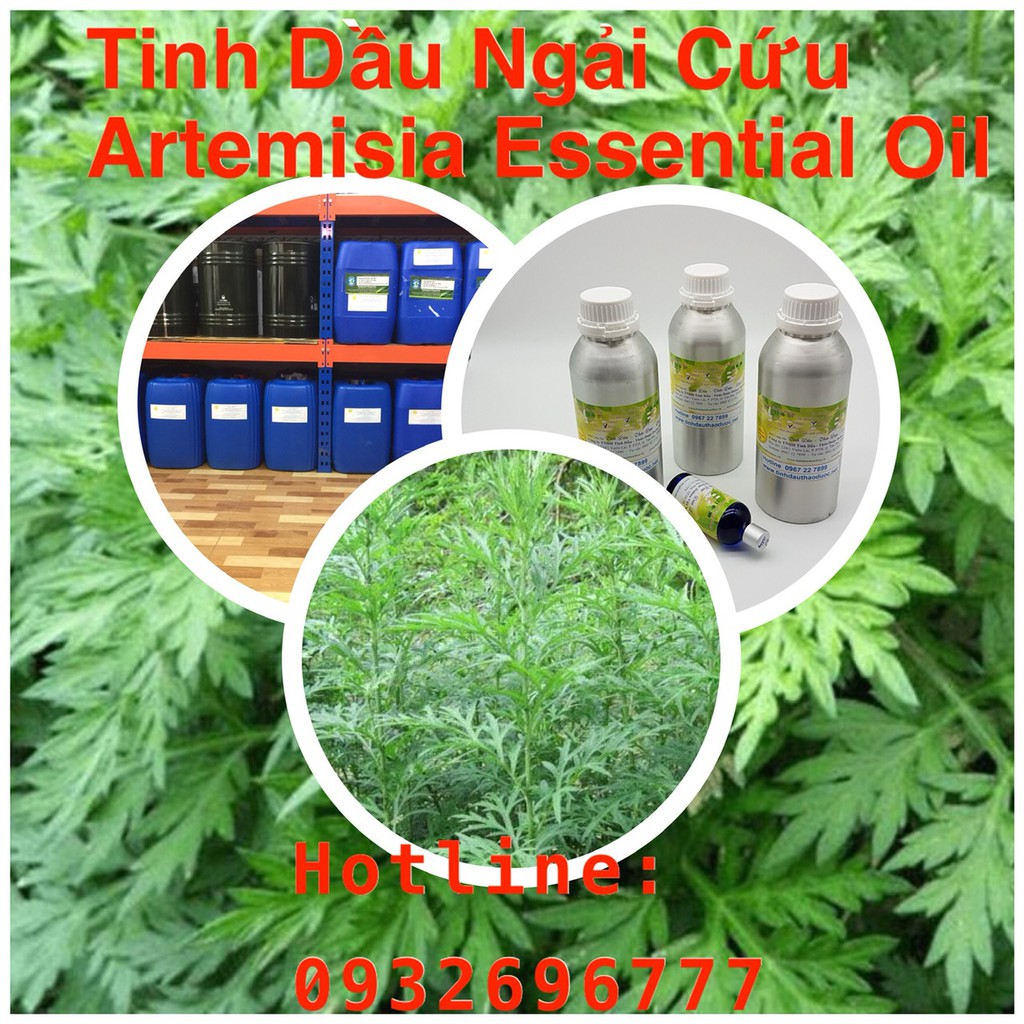 TINH DẦU NGẢI CỨU 10ML