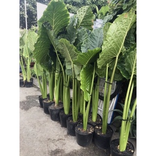 Cây dáy voi trồng cảnh