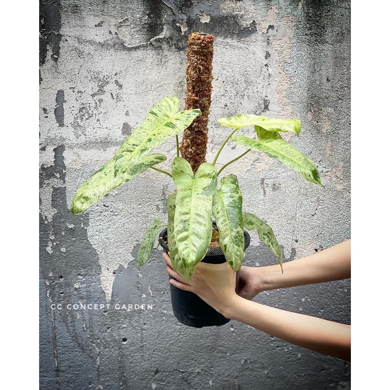 Trầu bà | Philodendron paraiso verde