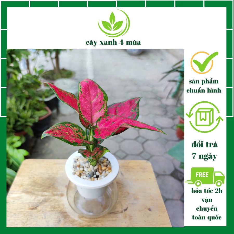 Cây vạn lộc cây hồng lộc đỏ thủy sinh phong thủy để bàn,cây hút tài lộc  1 thân