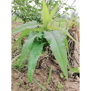 lá bồ công anh tuơi nhà trồng