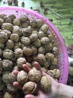Quả óc chó nếp