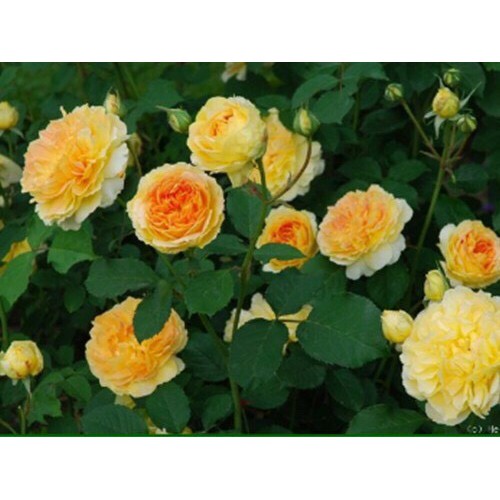 Cây hoa Hồng Ngoại Molineux (hồng bụi, hoa thơm) size chậu C9 - Trang Flower