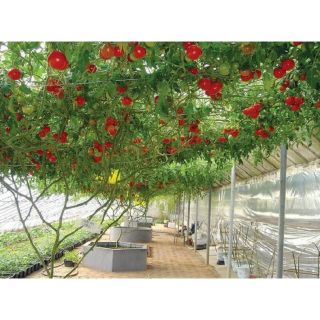5 Hạt - CÀ CHUA BẠCH TUỘC LEO GIÀN F1                                                    ( Tặng kèm viên nén ươm hạt )