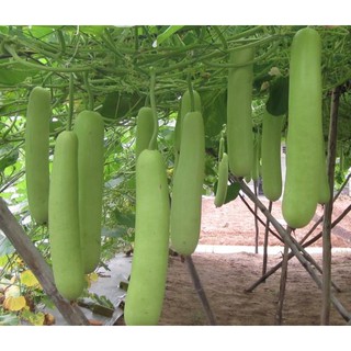 Hạt giống bầu