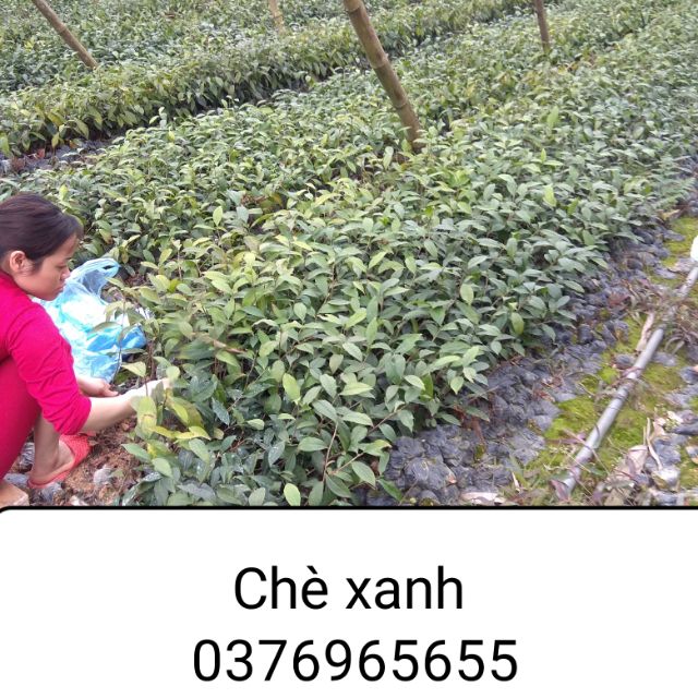 Giá 50 cây chè xanh-trà xanh thái nguyên