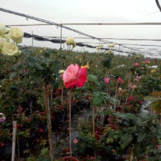 Combo 12 cây hoa hồng các loại