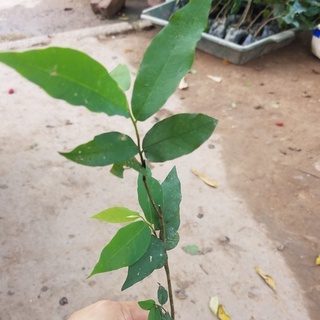 💙Cây giống hoa dẻ thơm chuẩn - MUA 1 TẶNG 1
