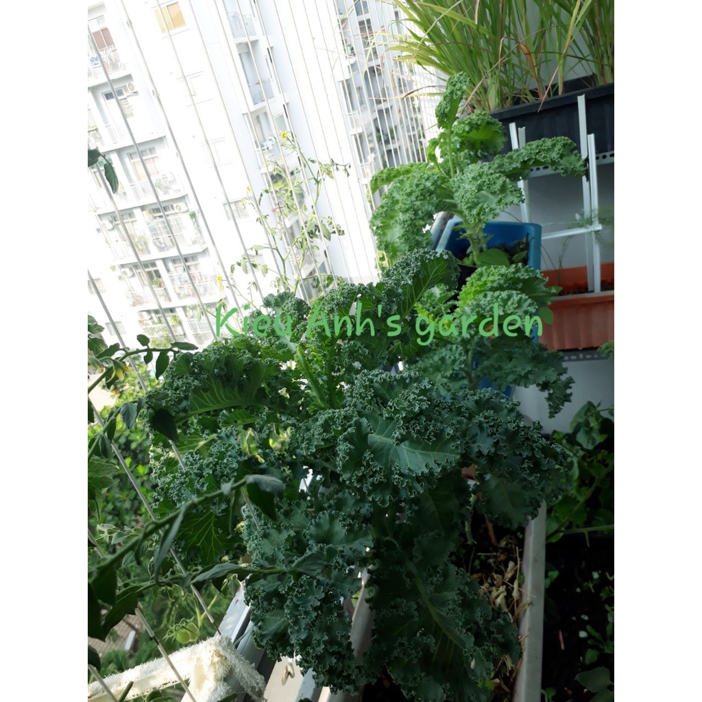 [Seeds] Hạt giống Cải xoăn KALE, đóng gói 2gr (khoảng 400 hạt)