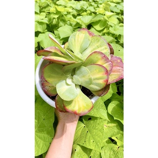 sen đá bươm bướm sz 20cm