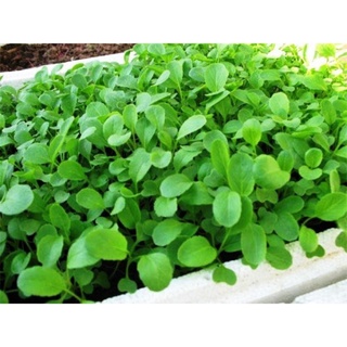 (Tặng 500gram Supe Lân Lâm Thao) Gói 1kg Nấm Đối Kháng TRICHODERMA SP  (6 tỉ bào tử)