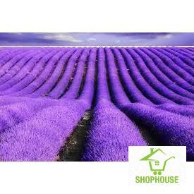 shophouse Gói 100 hạt giống hoa oải hương LAVENDER  SHOP HOUSE  TẾT KHUYẾN MẠI