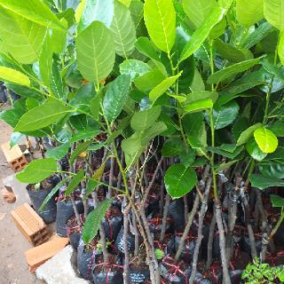Combo 1 bầu cây mít thái siêu sớm và 1 bầu cây xoài úc