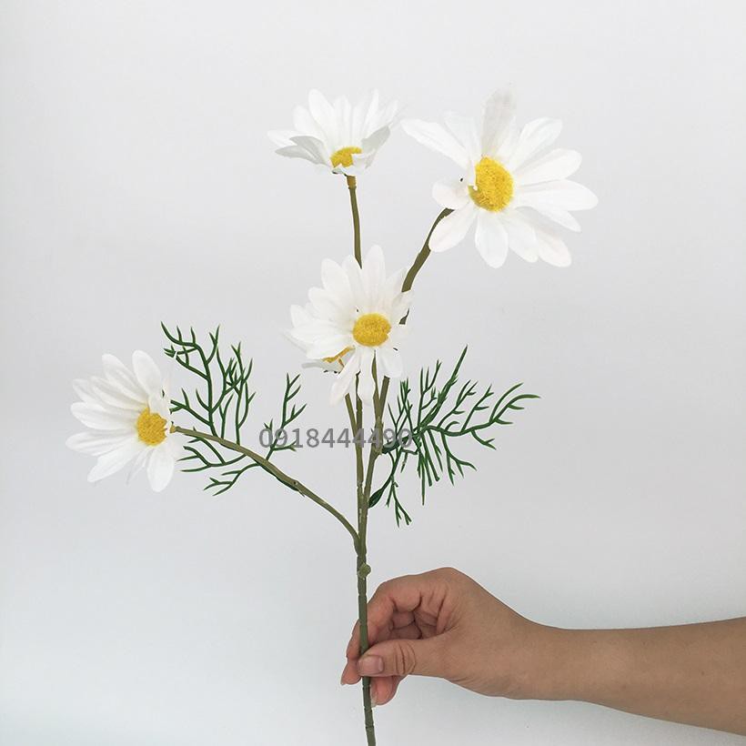 Cúc Họa Mi Siêu Đẹp, Siêu Xinh 52cm