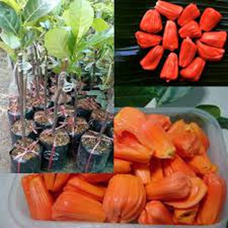 Cây mít ruột đỏ sơ đỏ