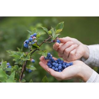 Cây giống - Việt Quất tứ quý - cây sẵn hoa và quả như ảnh