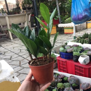 Cây kim tiền để bàn mini
