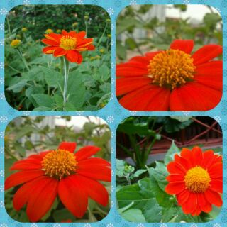 50 Hạt giống hoa sơn quỳ