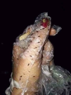 Dầu gội trị chấy