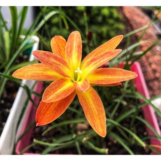 Củ huệ mưa ngoại kép cam sọc vàng Poppy love