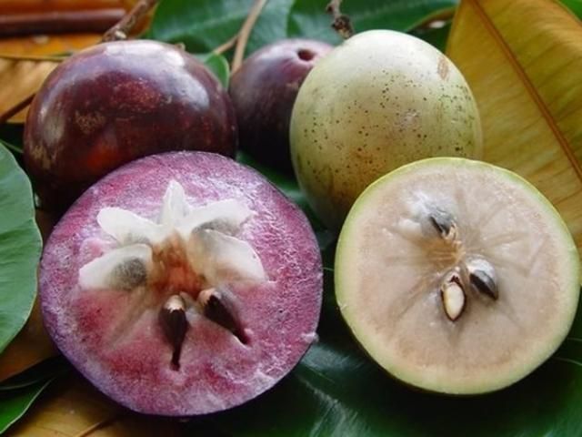 Cây vú sữa lò rèn