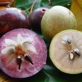 Cây vú sữa lò rèn