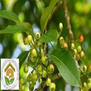 CÂY GIỐNG LÁ VỐI NẾP