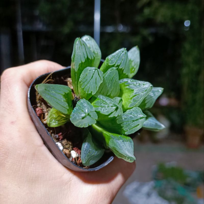 Sale 55%-Sen Đá Haworthia Ice City- Guốc Ngọc Xanh Xước.