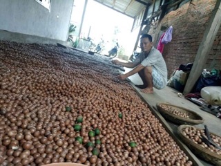 Macca sấy tự nhiên