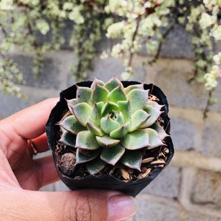 Sen đá hoa hồng Đen (giống xanh)