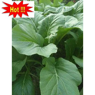HẠT GIỐNG RAU CẢI NGỌT CAO SẢN NĂNG XUẤT CAO SINH TRƯỞNG KHỎE CHỐNG CHỊU SÂU BỆNH