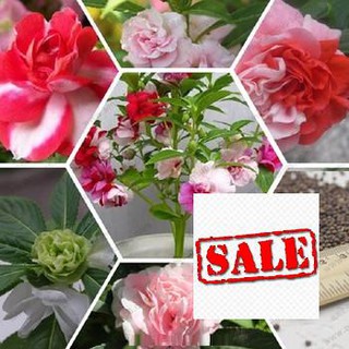Hạt giống hoa móng tay kép nhiều màu 50 hạt SALE