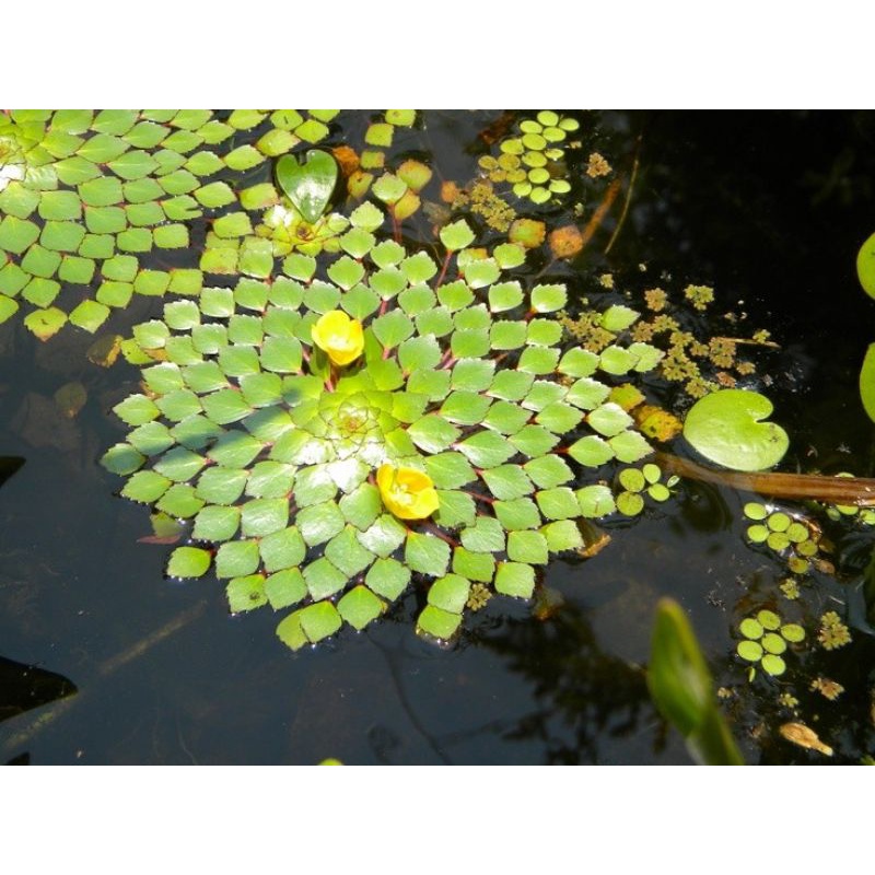 5  CÂY ẤU THÁI THỦY SINH