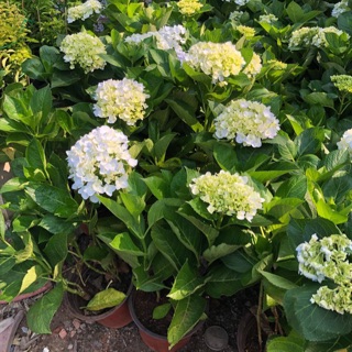 Chậu cây Cẩm Tú Cầu cao 70cm