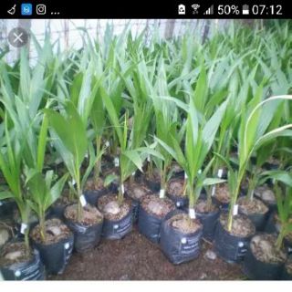 Cây giống dừa xiêm lùn